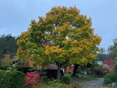 Ein großer Spitzahorn-Baum mit kräftigem, grün-gelb gefärbtem Laub steht in einem Garten. Der Himmel ist bewölkt, und im Hintergrund sind weitere Bäume und Pflanzen sichtbar. Der Garten vermittelt eine herbstliche Stimmung.