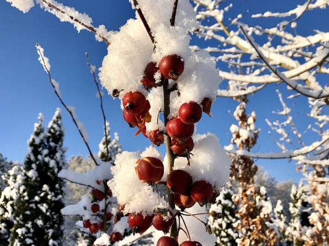 Ein Ast mit roten Früchten, die teilweise von Schnee bedeckt sind. Der Hintergrund zeigt einen klaren blauen Himmel und verschneite Bäume, was eine winterliche Atmosphäre schafft.